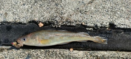 コマイの釣果