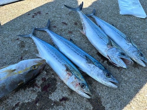 サゴシの釣果