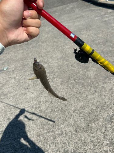 ハゼの釣果