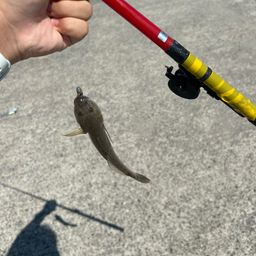 ハゼ