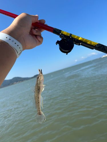 ハゼの釣果