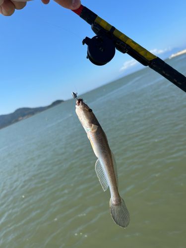 ハゼの釣果