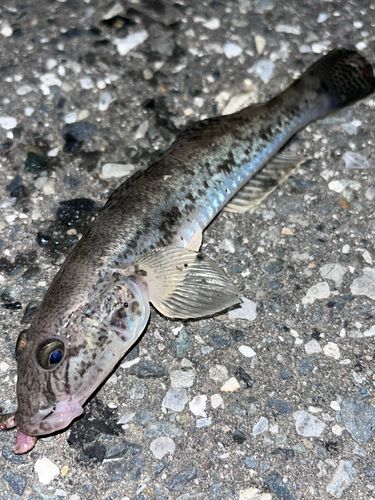 ハゼの釣果
