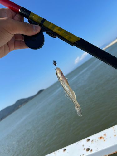 ハゼの釣果