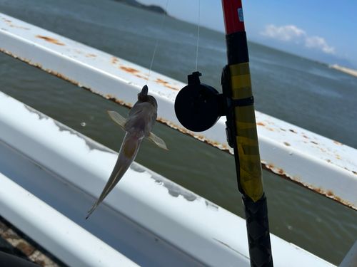 ハゼの釣果