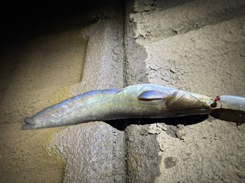 マナマズの釣果