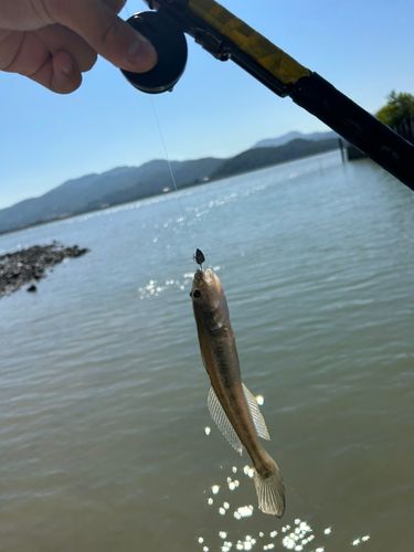 ハゼの釣果