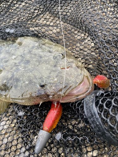 マゴチの釣果