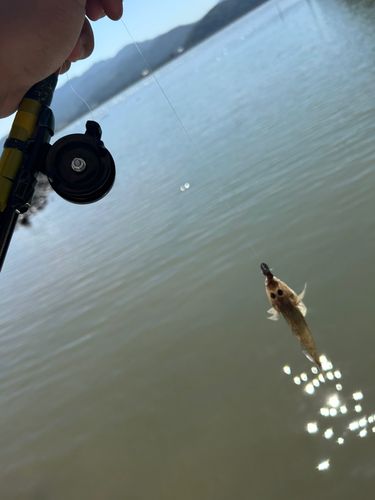 ハゼの釣果