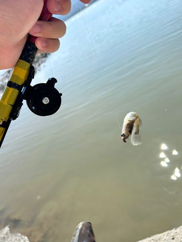 ハゼの釣果