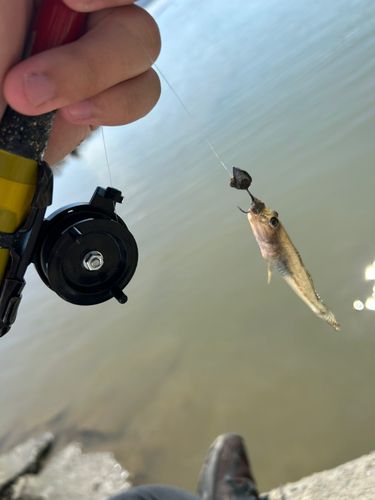 ハゼの釣果