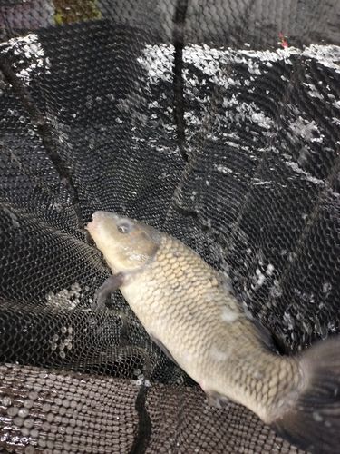 コイの釣果