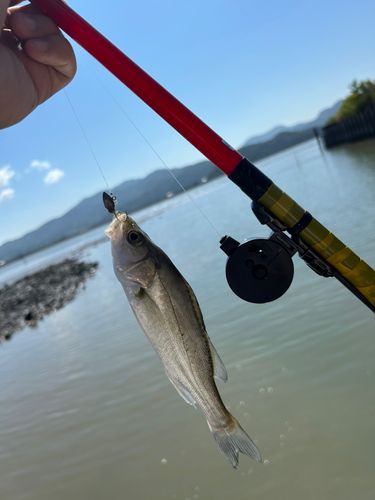 セイゴ（タイリクスズキ）の釣果