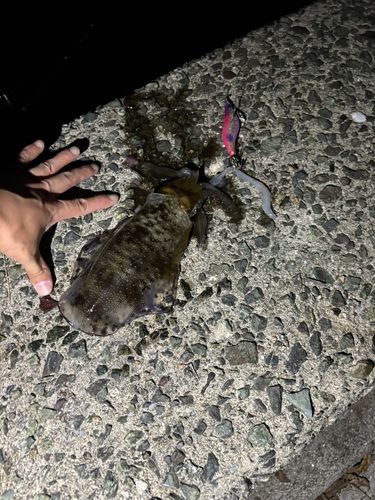 アオリイカの釣果