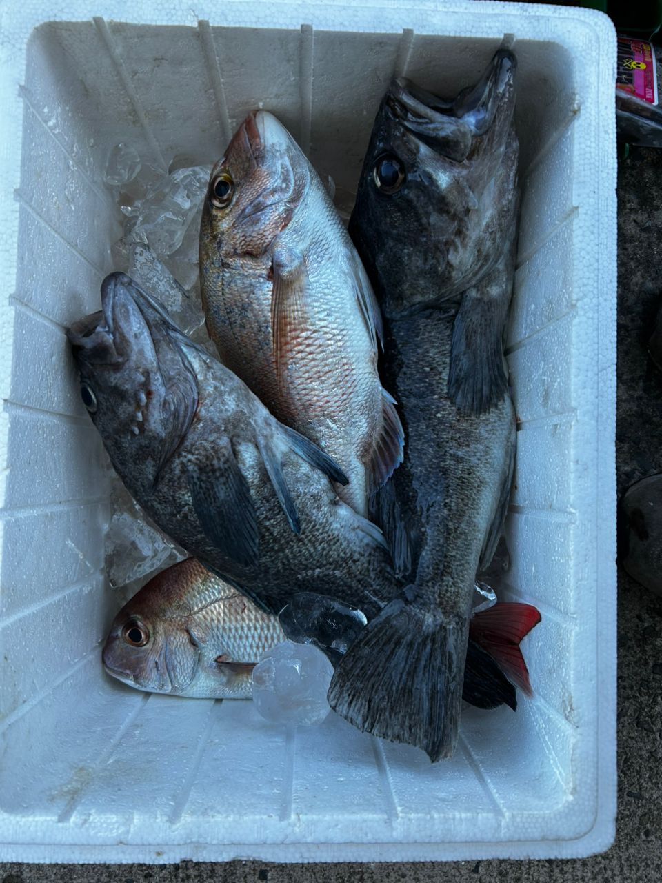 とみやさんの釣果 1枚目の画像