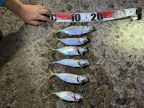 アジの釣果