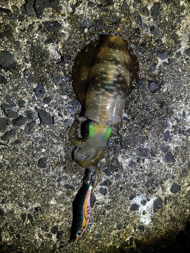 アオリイカの釣果