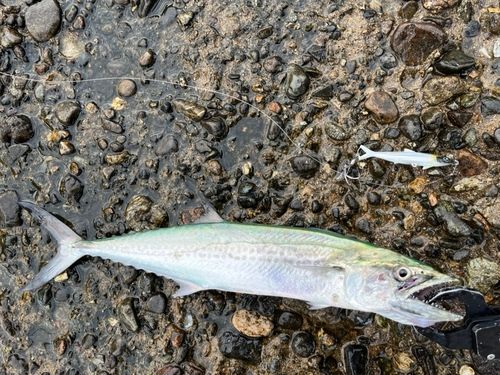 サゴシの釣果