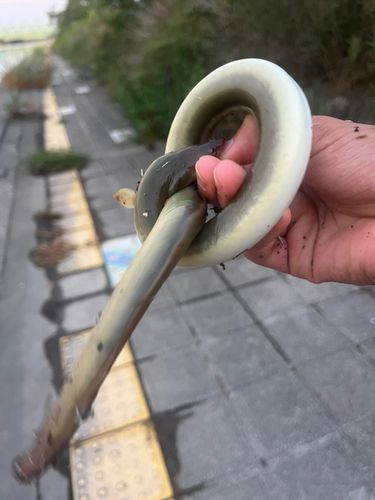 ニホンウナギの釣果