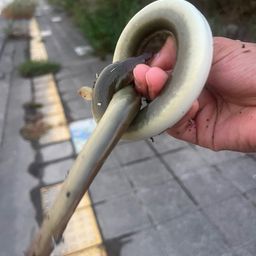 ニホンウナギ