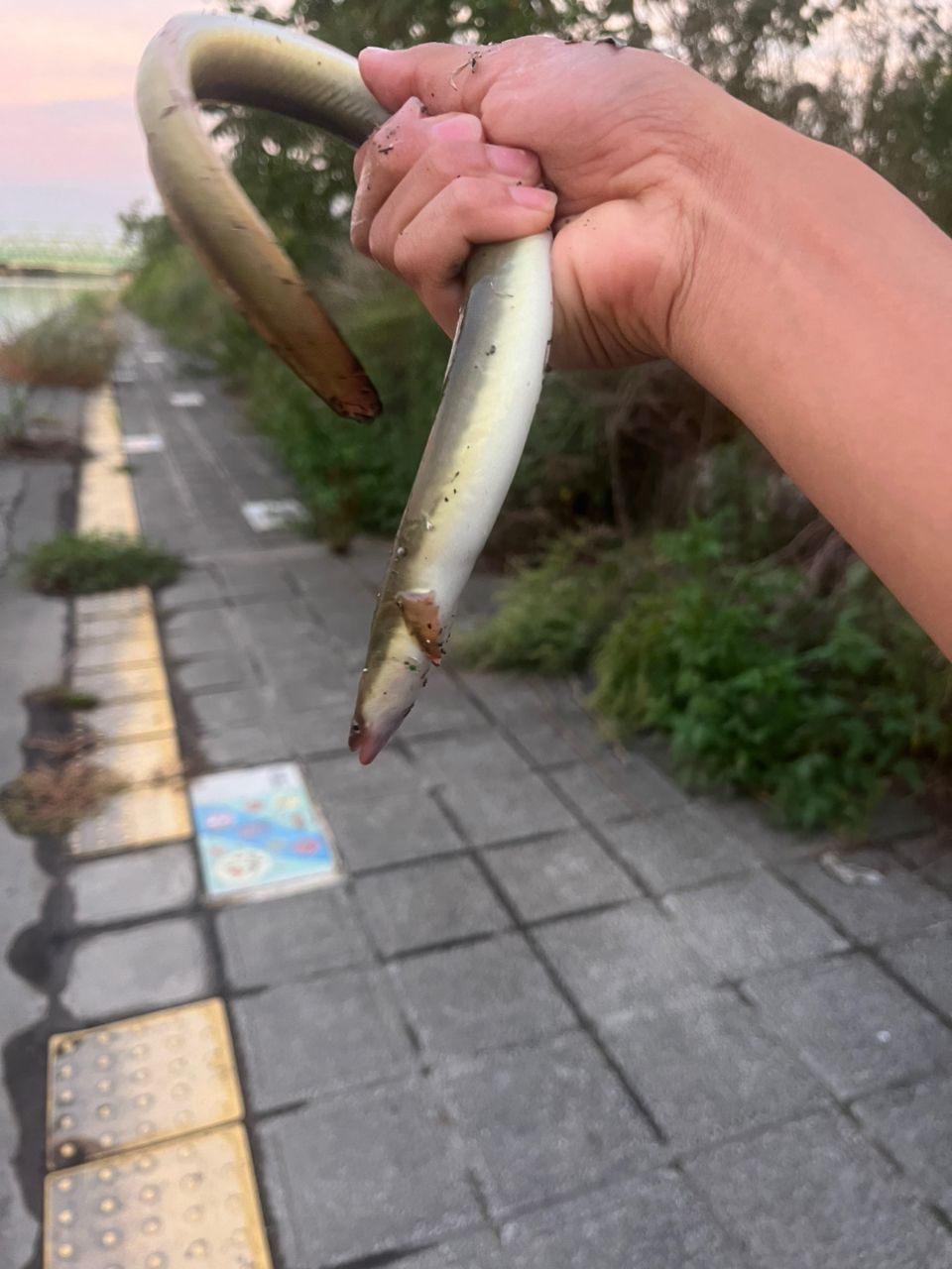 ニホンウナギ