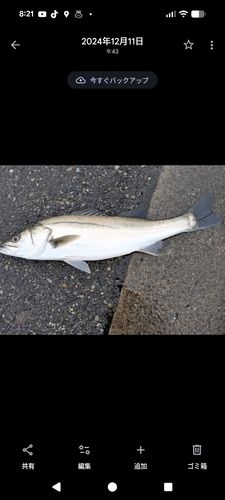 シーバスの釣果