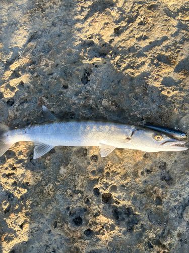 オニカマスの釣果