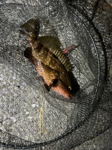 キジハタの釣果