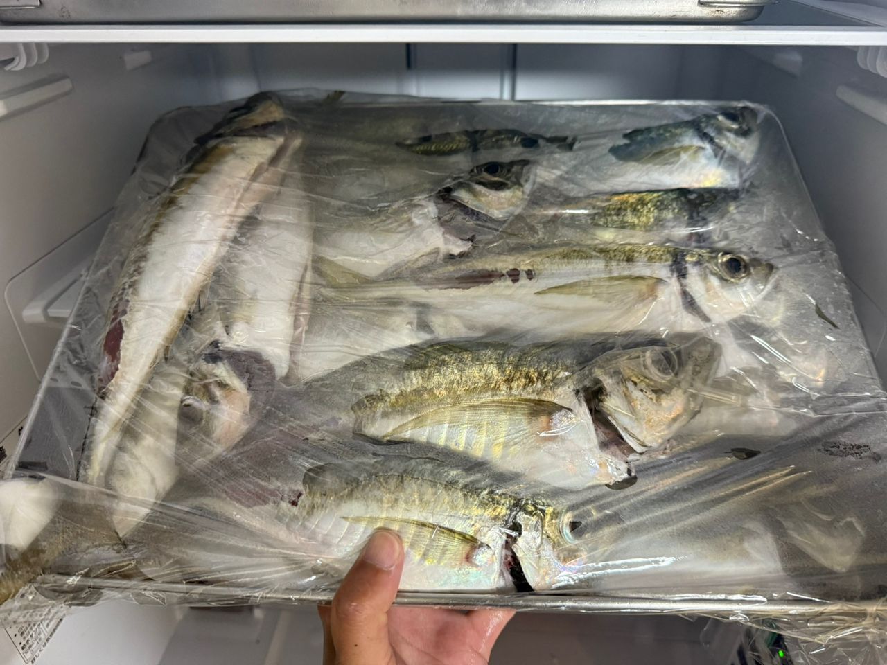 アジ