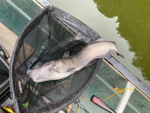 アメリカンキャットフィッシュの釣果