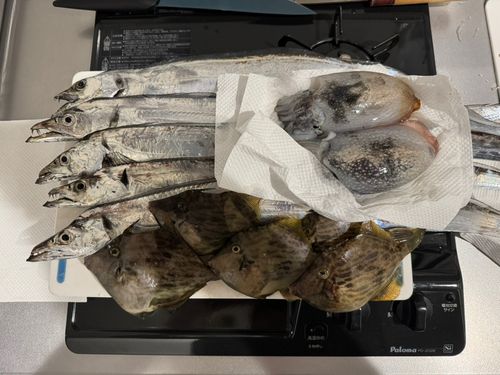 タチウオの釣果