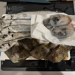 タチウオ
