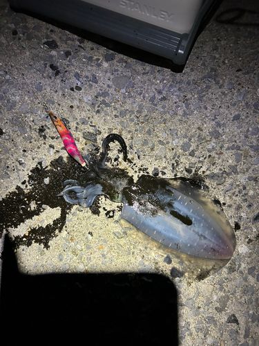 片名漁港