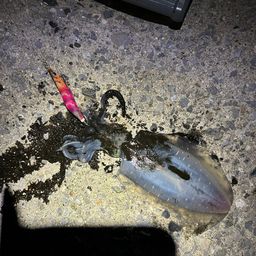 アオリイカ