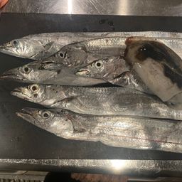 アオリイカ