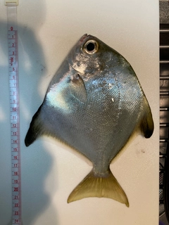 マルコバンの釣果
