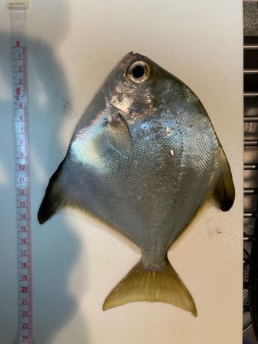 マルコバンの釣果