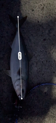 イナダの釣果