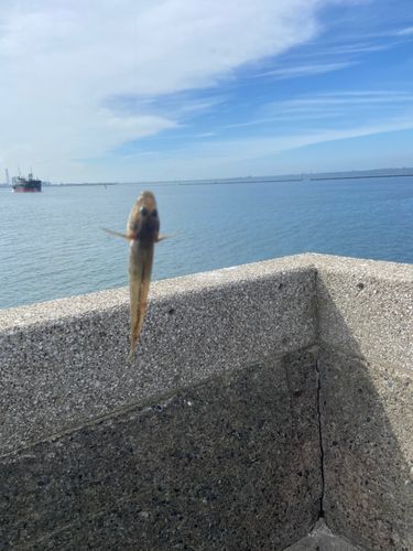 ハゼの釣果