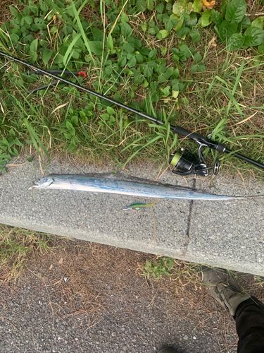 タチウオの釣果