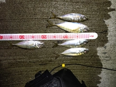 アジの釣果