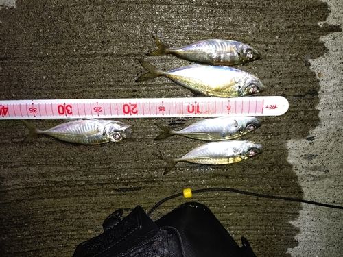アジの釣果