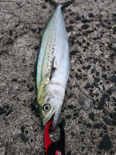 伊万里湾