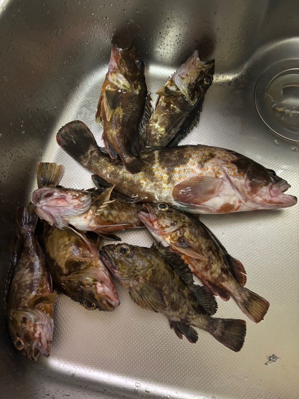 Pescarさんの釣果 1枚目の画像