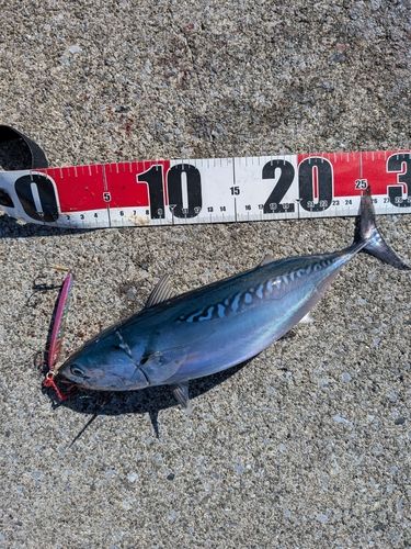 カツオの釣果