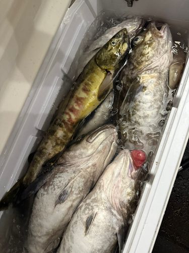 タラの釣果