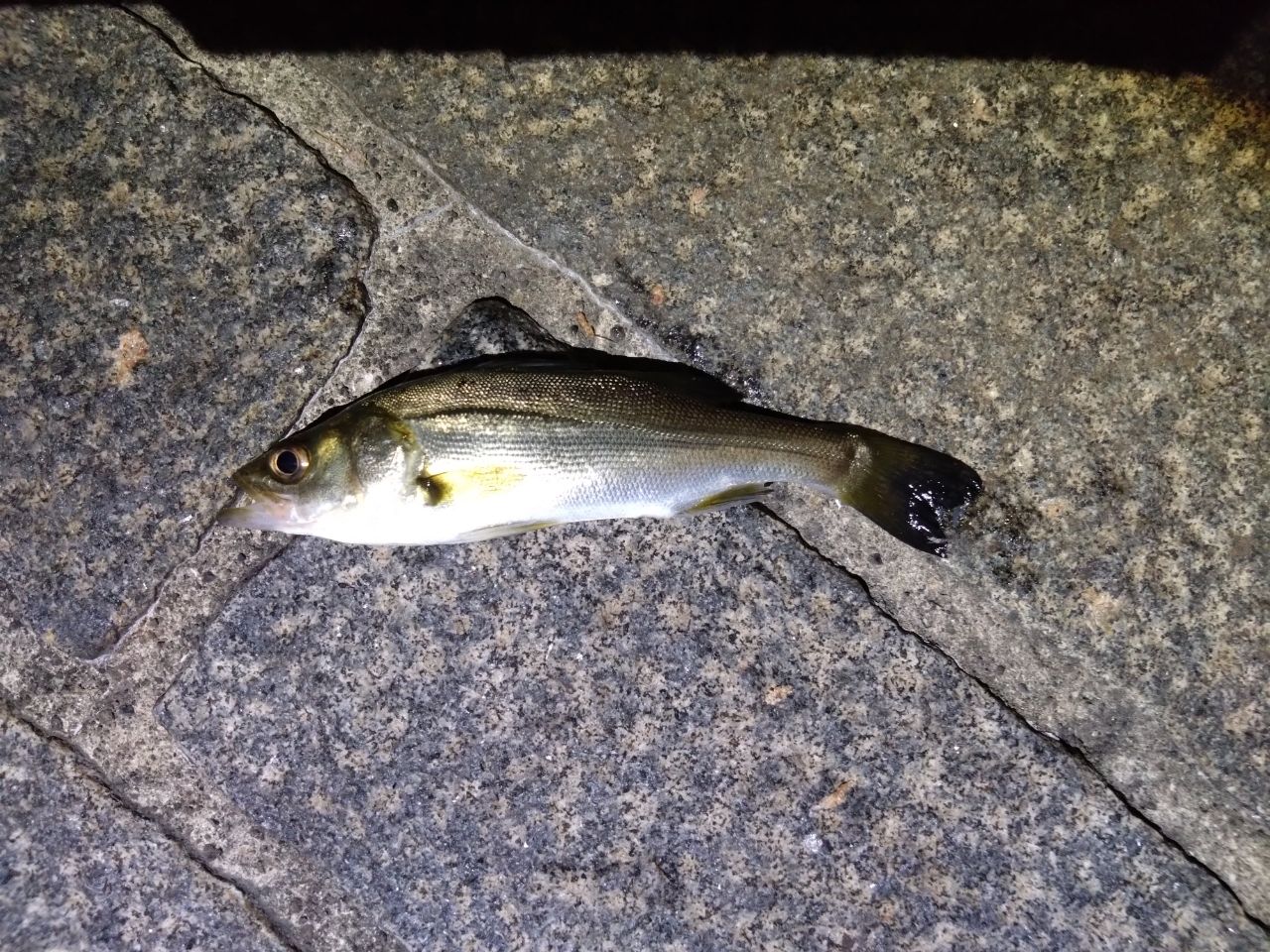 クロダイ