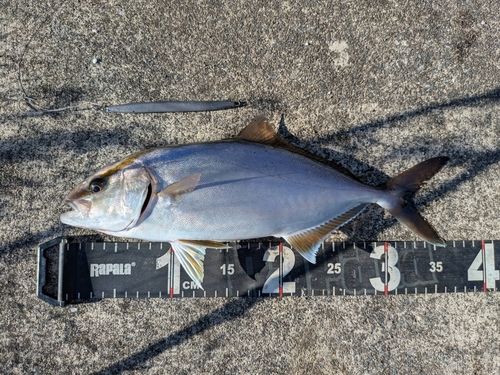 ショゴの釣果