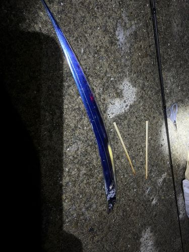 タチウオの釣果