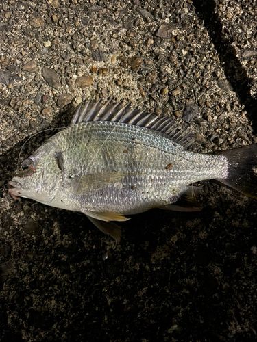 キビレの釣果